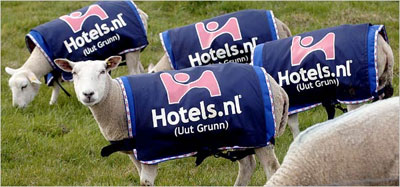 Blue Sheep