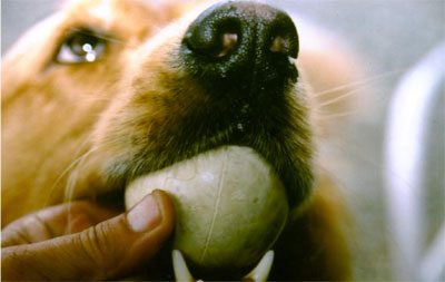 Training Dog Training Dog